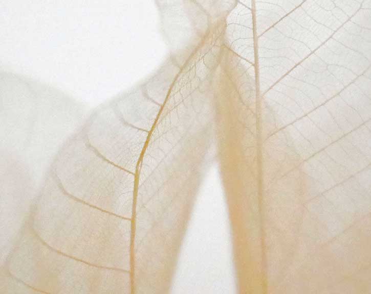 Feuilles sèchées